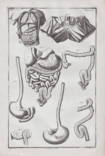 Menschliche organe human - menschliche,