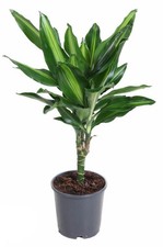 Drachenbaum Dracaena fragrans