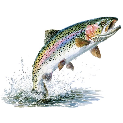 Sticker forelle - 4x,
