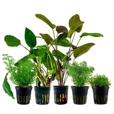 Pflanzen Set mit 5 Einsteiger