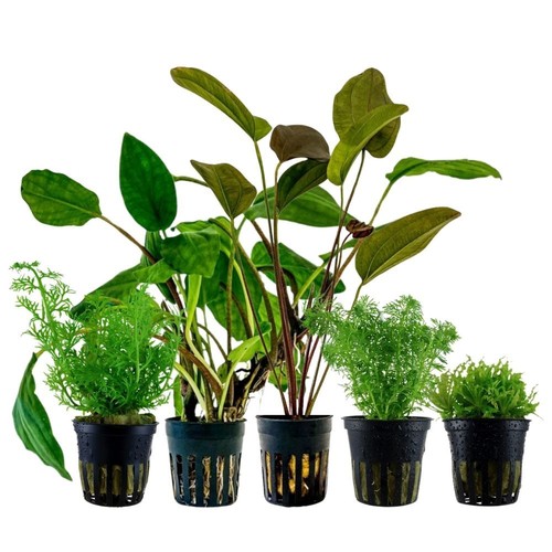 Pflanzen set mit - mit, 5