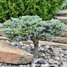 Koreatanne ICEBREAKER 70 cm veredelt auf Stamm