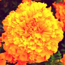 1000 Samen Tagetes (Tagetes erecta). Studentenblume, Nematodenkiller