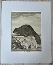 1767 Lithographie Kunstdruck