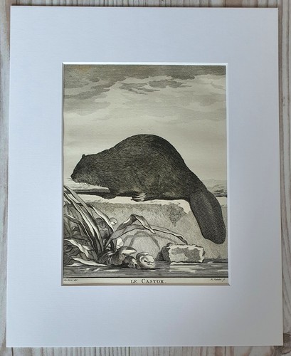 Original buffon kupferstich - buffon,