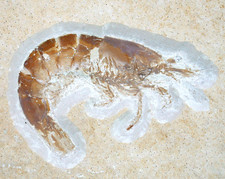 Malm   Acanthochirana sp.  Ausgezeichner  Krebs  Plattenkalk  Solnhofen  ARB-4