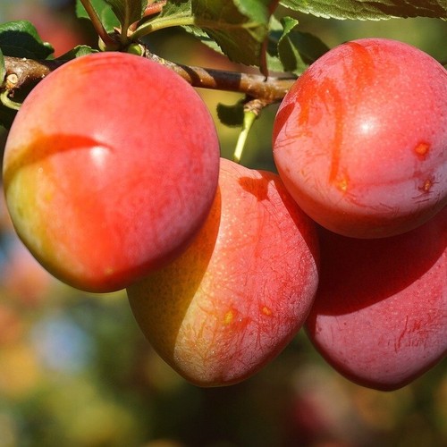 Mirabelle miroma - mirabelle, miroma®