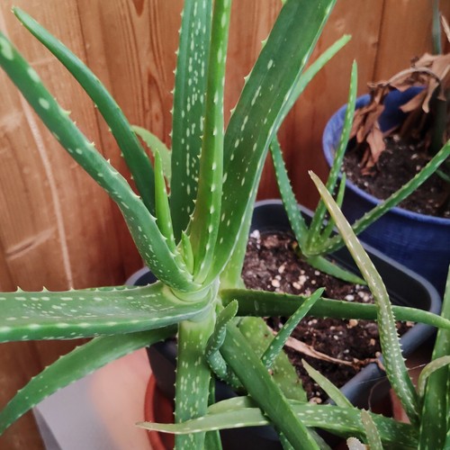 Aloe vera sukkulente - vera,