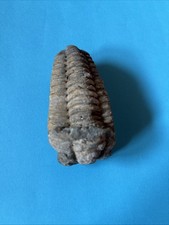 Trilobit - Devon - 410
