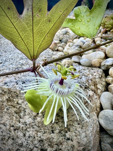 Passiflora tricuspis samen - tricuspis, /