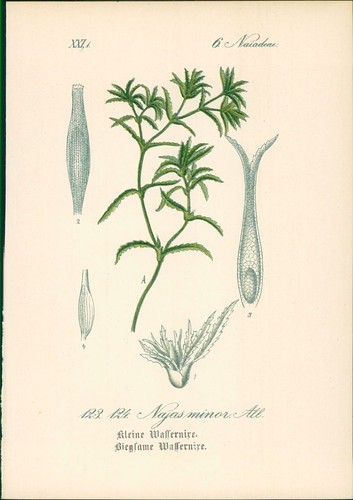 Chromolithographie kleine - chromolithographie, :