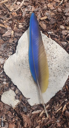 Echte ara feder macaw - echte, ara-feder,
