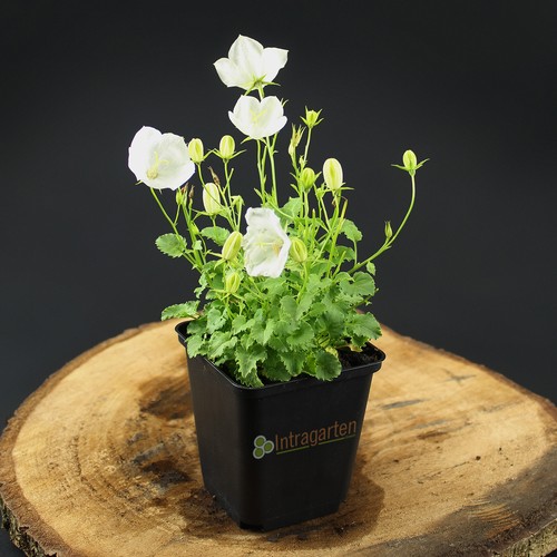 Campanula carpatica weiãÿe - campanula,