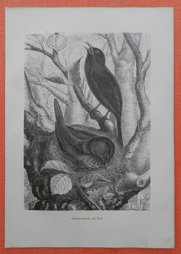 Amsel turdus merula - amsel,