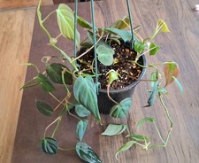 Philodendron Micans 6" Hanging