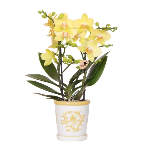 Gelbe orchidee albenga - orchidee,