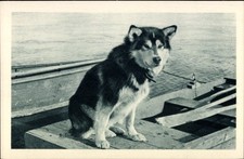 Ak Alaska, Polarhund