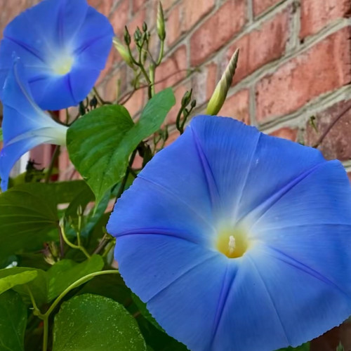 500 samen himmelblaue - 500,