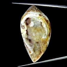 122.30Cts Natürlich Fossil