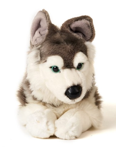 Husky grau liegend 43 - husky,
