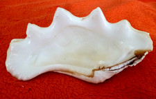 XXL Tridacna 315g    Maxi Mördermuschel  Hälfte  16  x 8,5cm, von  Bora Bora !