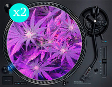 Purple Haze Weed Ganja Quicky