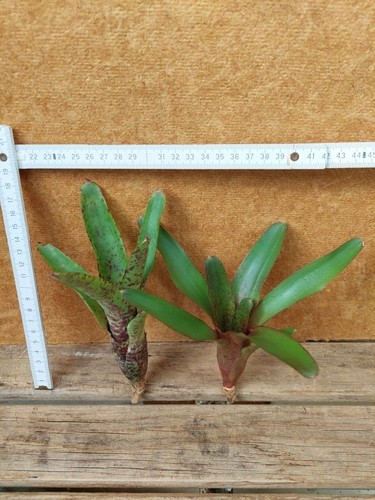 Bromelien sortiment 2 - sortiment,,