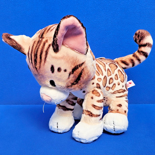 Nici leopard bengal katze wild - bengal,