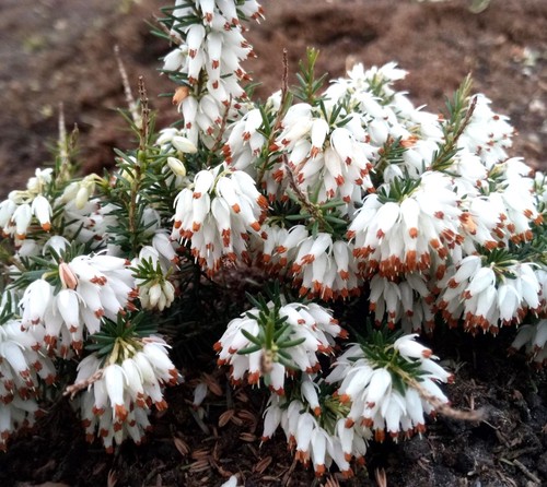 Stück erica carnea isabell - 10,