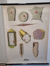Rollkarte/Wandtafel "Zellen"