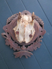 Ur -alte Trophäe Rehgehörn Rehbock Geweih siehe Fotos