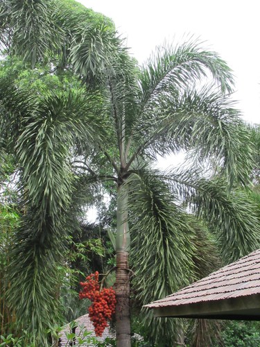 Fuchsschwanz palme wodyetia - fuchsschwanz-palme,,