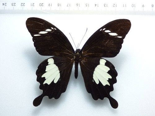 Entomologie schmetterling - entomologie,,