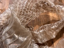 Orig. echte gehäutete Kornnatter/Natter/Schlangen Haut - - TOP