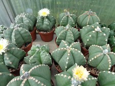 Astrophytum myriostigma nudum