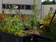 Balkon Blumen Mix Stauden