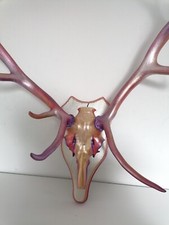 hirschgeweih 12 ender, bemalt metallic 