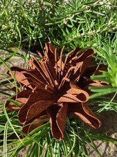 Edelrost Blume Anouke