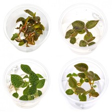 3 verschiedene Juwelorchideen, Macodes | Terrarium - WabiKusa Set