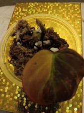 Philodendron micans variegated - philodendron,