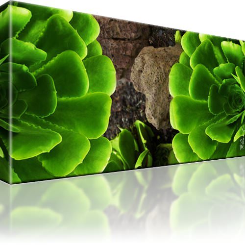 Natur grün pflanze bild - grün,