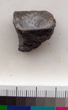 Goniophyllum pyramidale Hisinger, 1831, Ireviken, Gotland