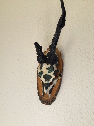 Rehgehörn geweih - rehgehörn,,