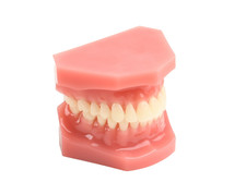 Incognito Premium Typodont