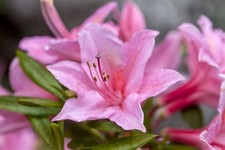 Rhododendron viscosum 'Jolie Madame', Sumpf-Rhododendron, rosa, 50–60 cm