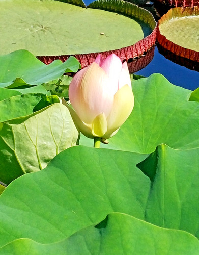 Gute samen lotusblume - samen,