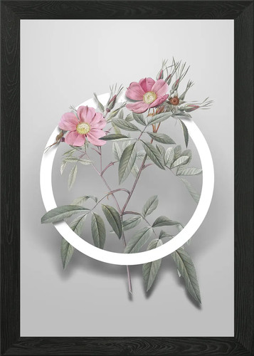 Rosa sumpf rosen - rosa,