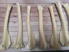 Schienbein knochen vom hirsch - knochen,