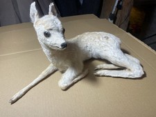 Rehkitz Präparat Trophäe