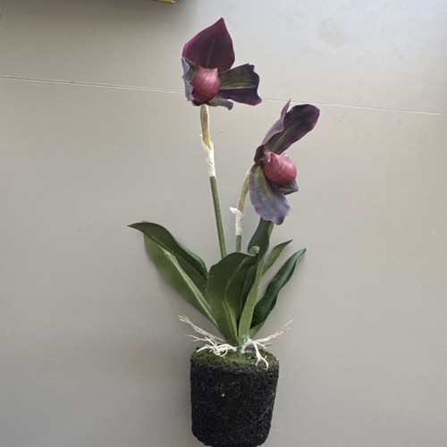 Orchidee erde - orchidee, in